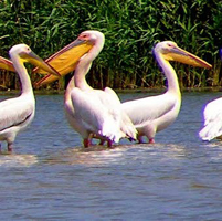 розовый пеликан, Дунайский биосферный заповедник