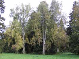 Увеличить...(фото 2006г.)